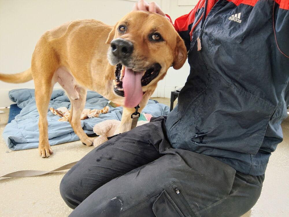 Case, a Adoptable mixed breed in Kalamazoo, MI image 3/3