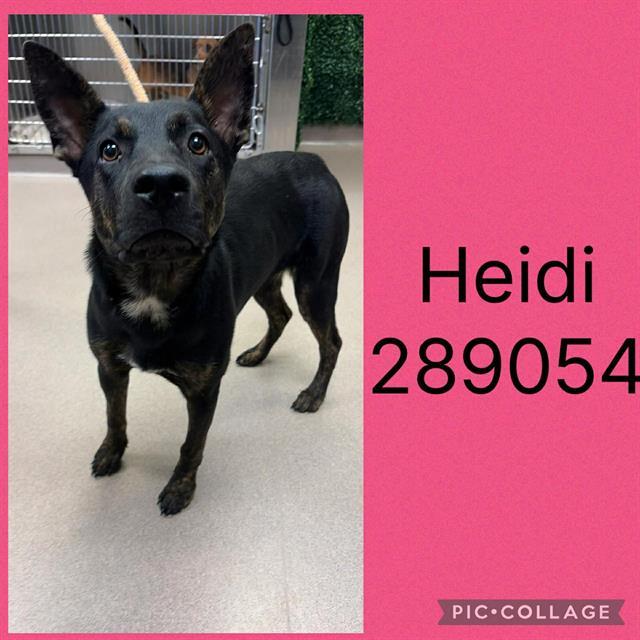 HEIDI, Adoptable, Young Female German Shepherd Dog & Mixed Breed.