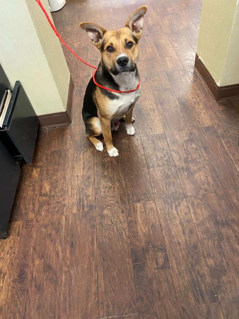 Enlarge Dog Kennel #17 Buster, a Adoptable mixed breed in Greenville, TX image 1/2
