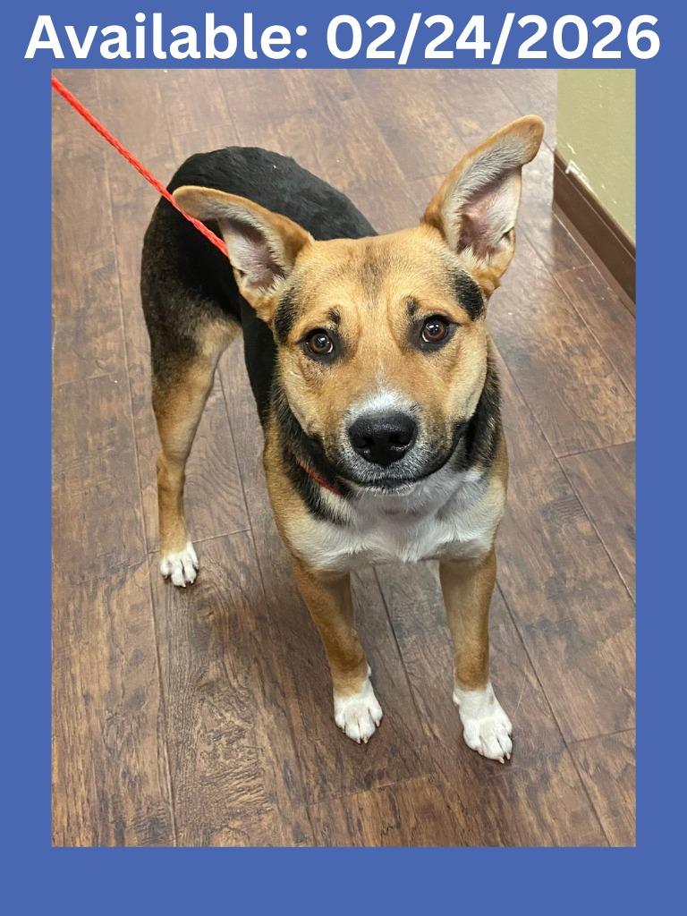 Enlarge Dog Kennel #17 Buster, a Adoptable mixed breed in Greenville, TX image 2/2