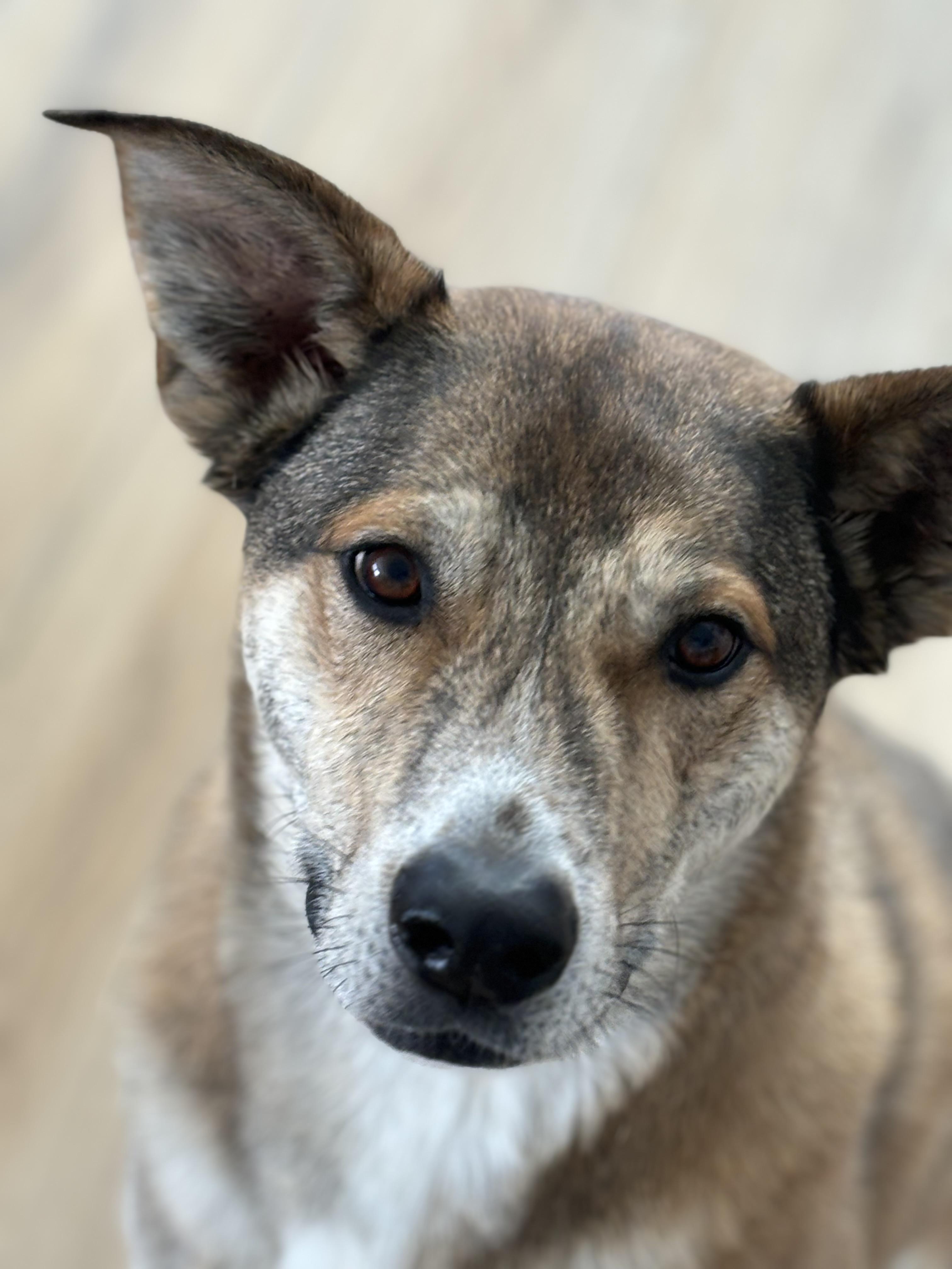 Sam, ADOPTABLE, Adult Male Catahoula Leopard Dog.