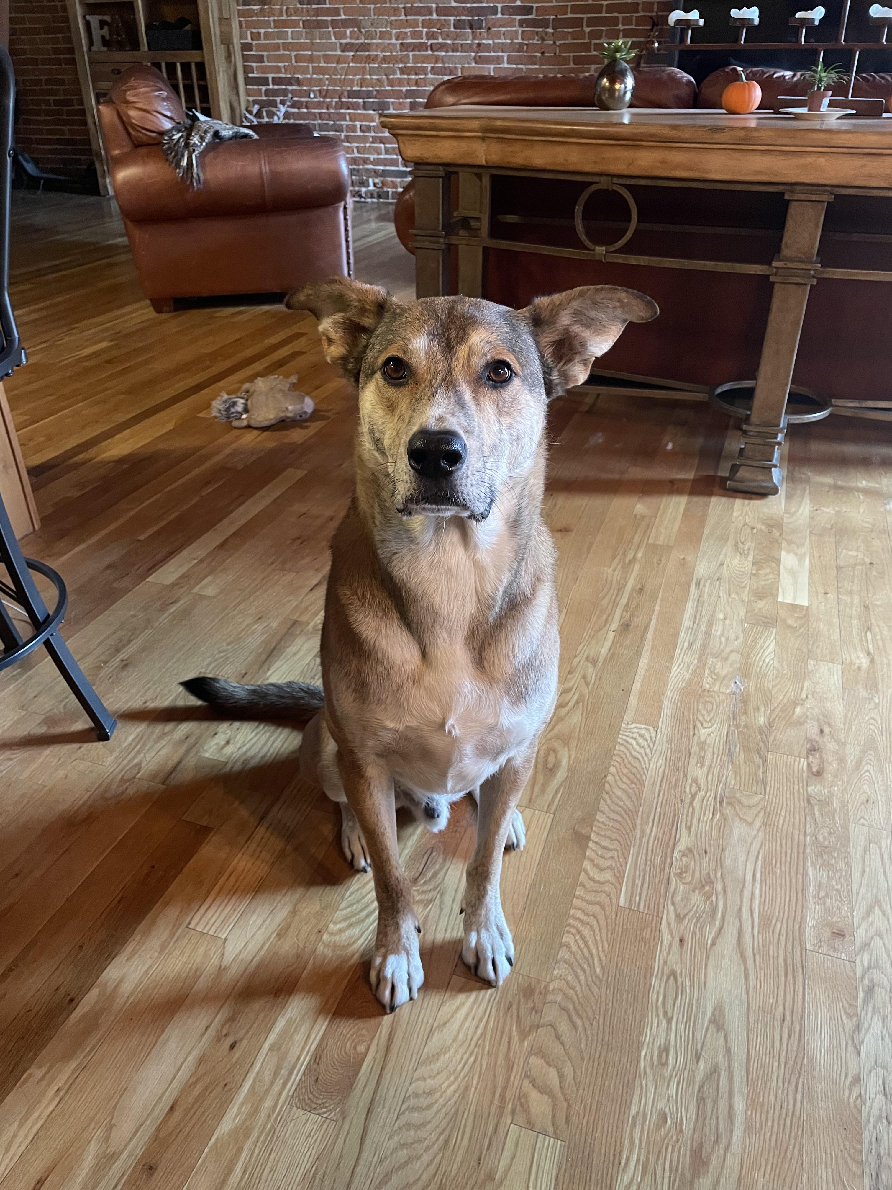 Enlarge Sam, a ADOPTABLE mixed breed in Littleton, CO image 3/3