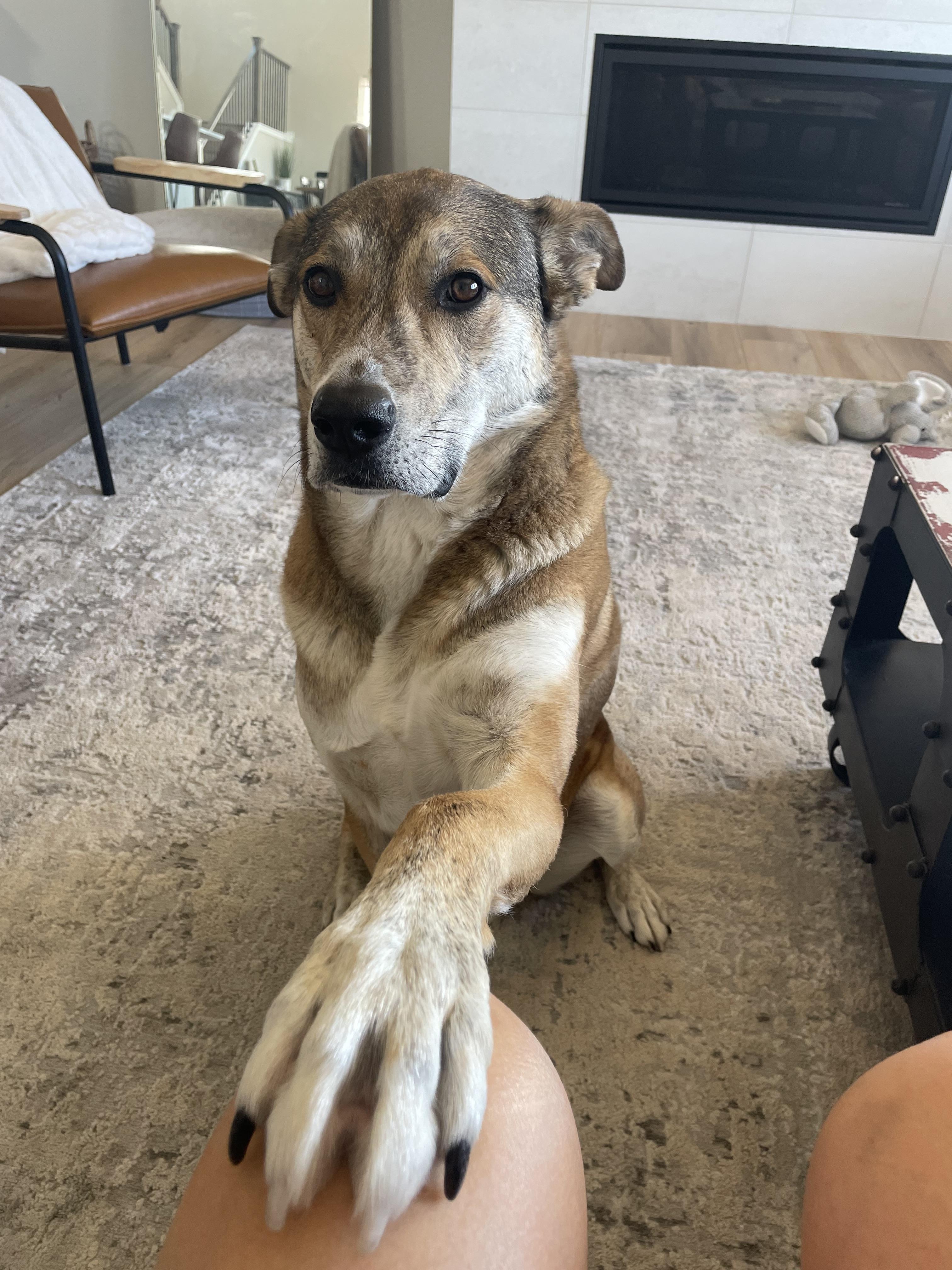 Enlarge Sam, a ADOPTABLE mixed breed in Littleton, CO image 2/3