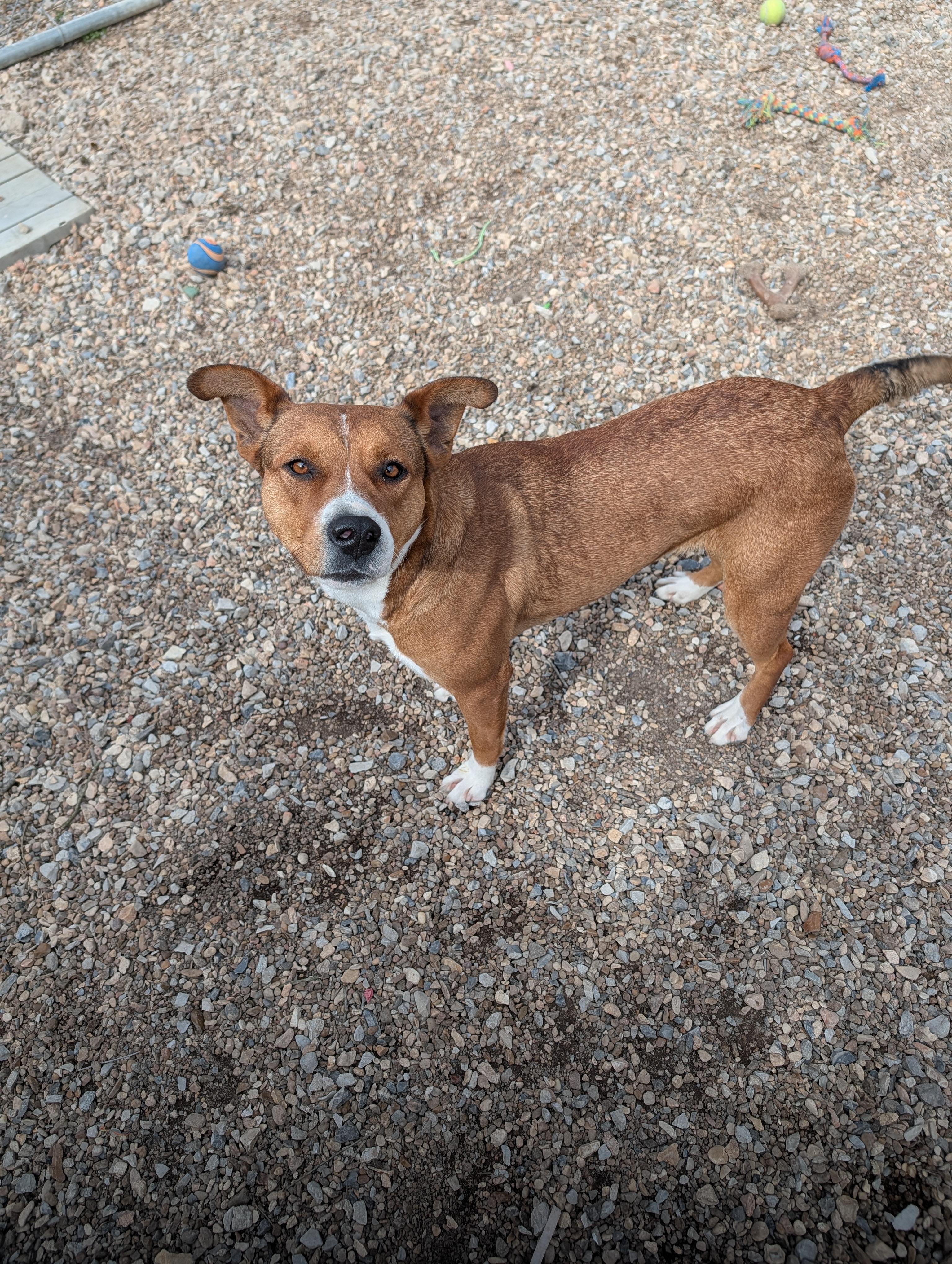 Enlarge Cassie, an adopted mixed breed in Bella Vista, AR image 2/2