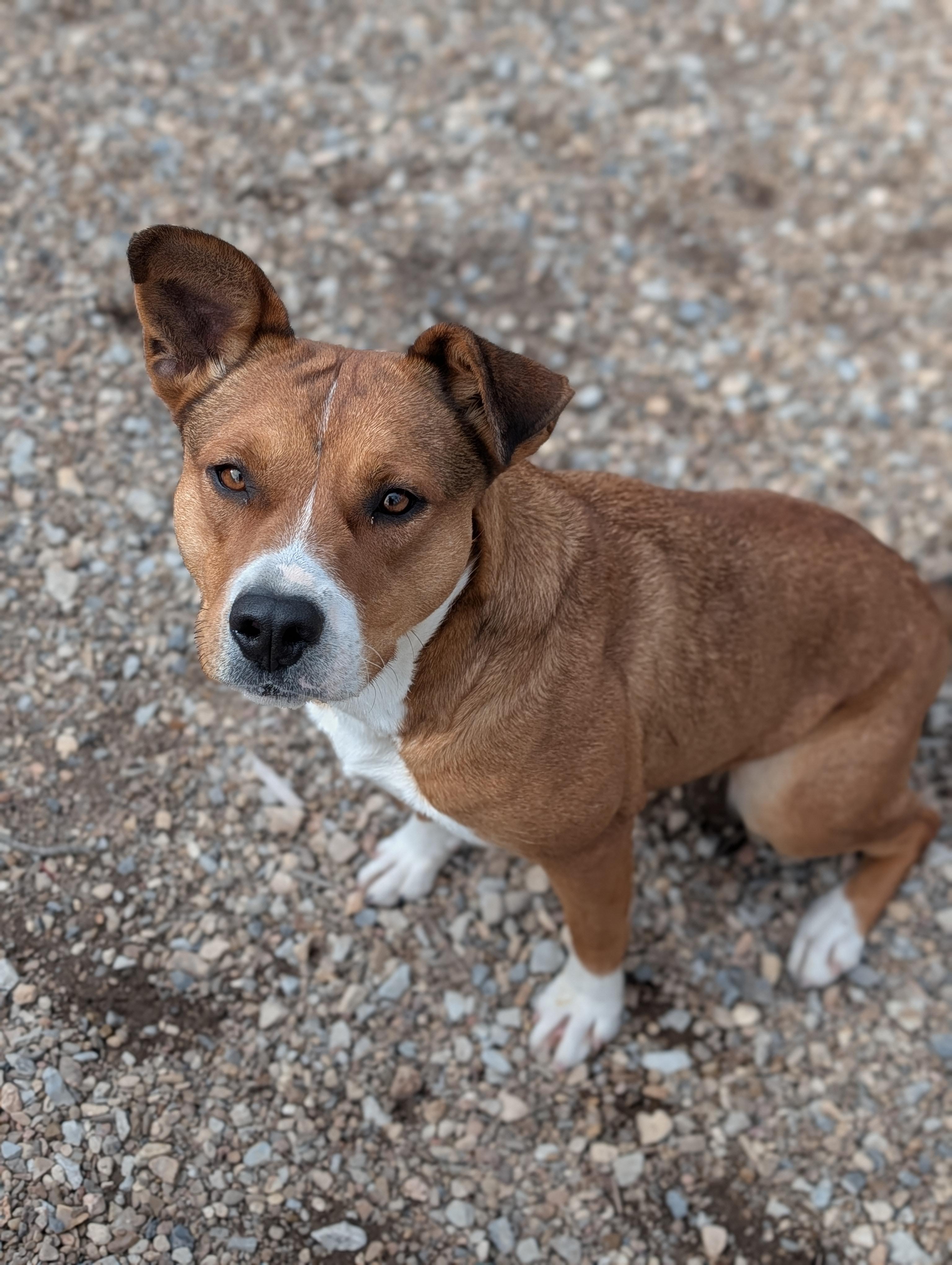Enlarge Cassie, an adopted mixed breed in Bella Vista, AR image 1/2