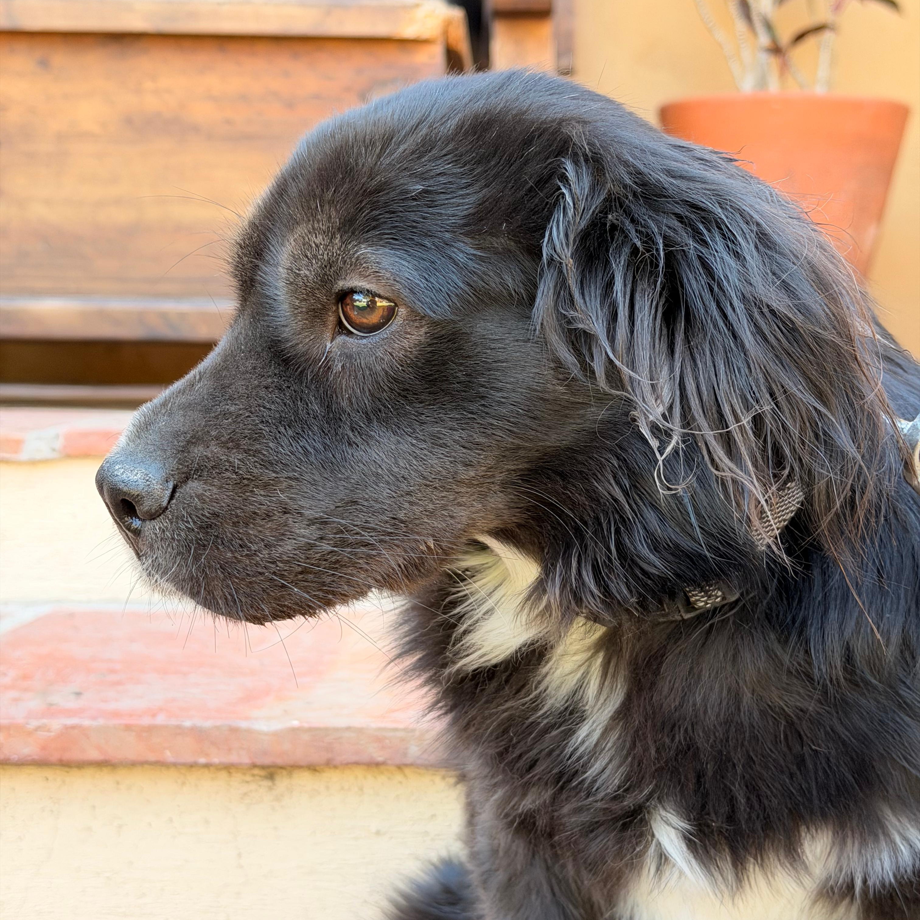 Enlarge Elissa, an adopted mixed breed in Sherwood, OR image 3/6