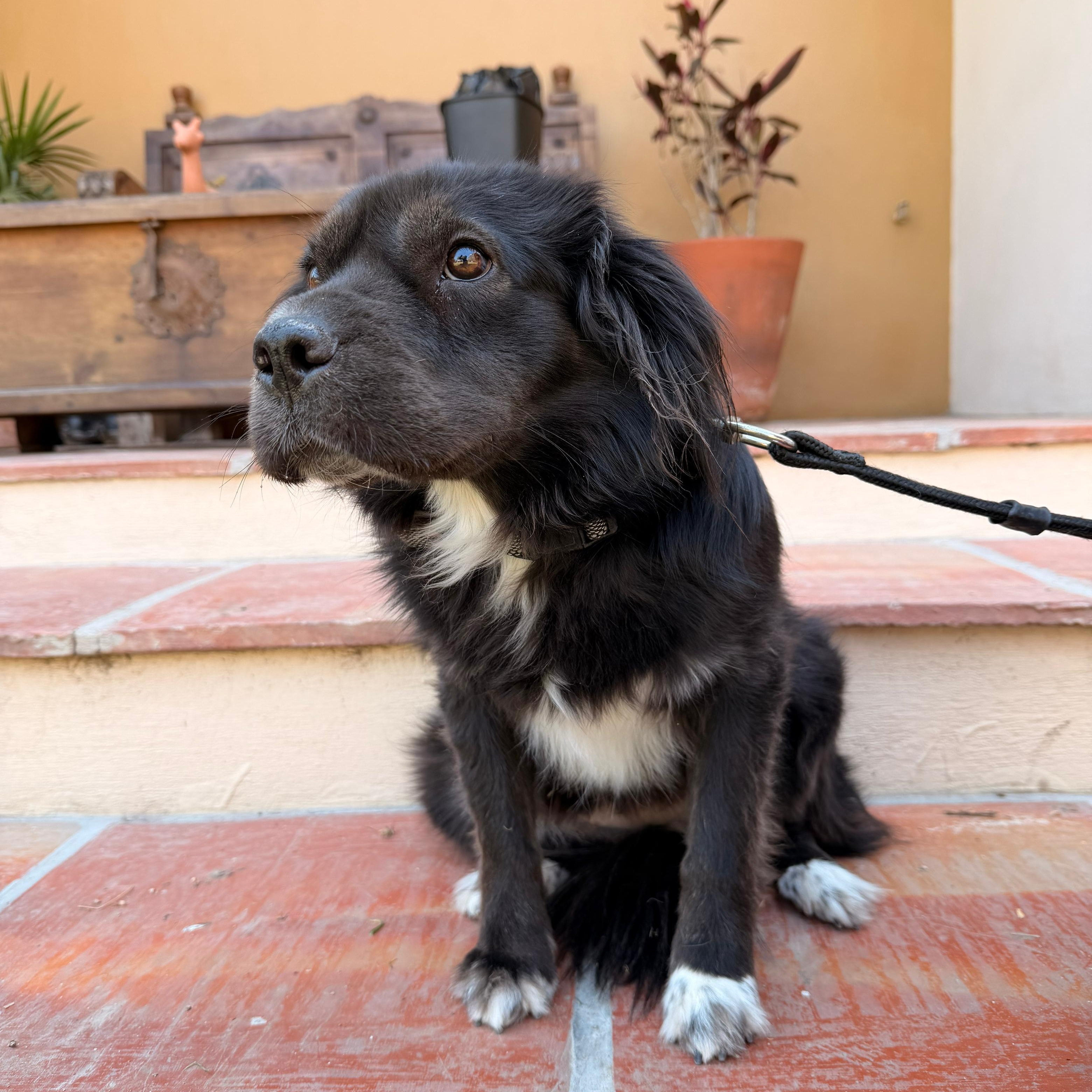 Enlarge Elissa, an adopted mixed breed in Sherwood, OR image 4/6