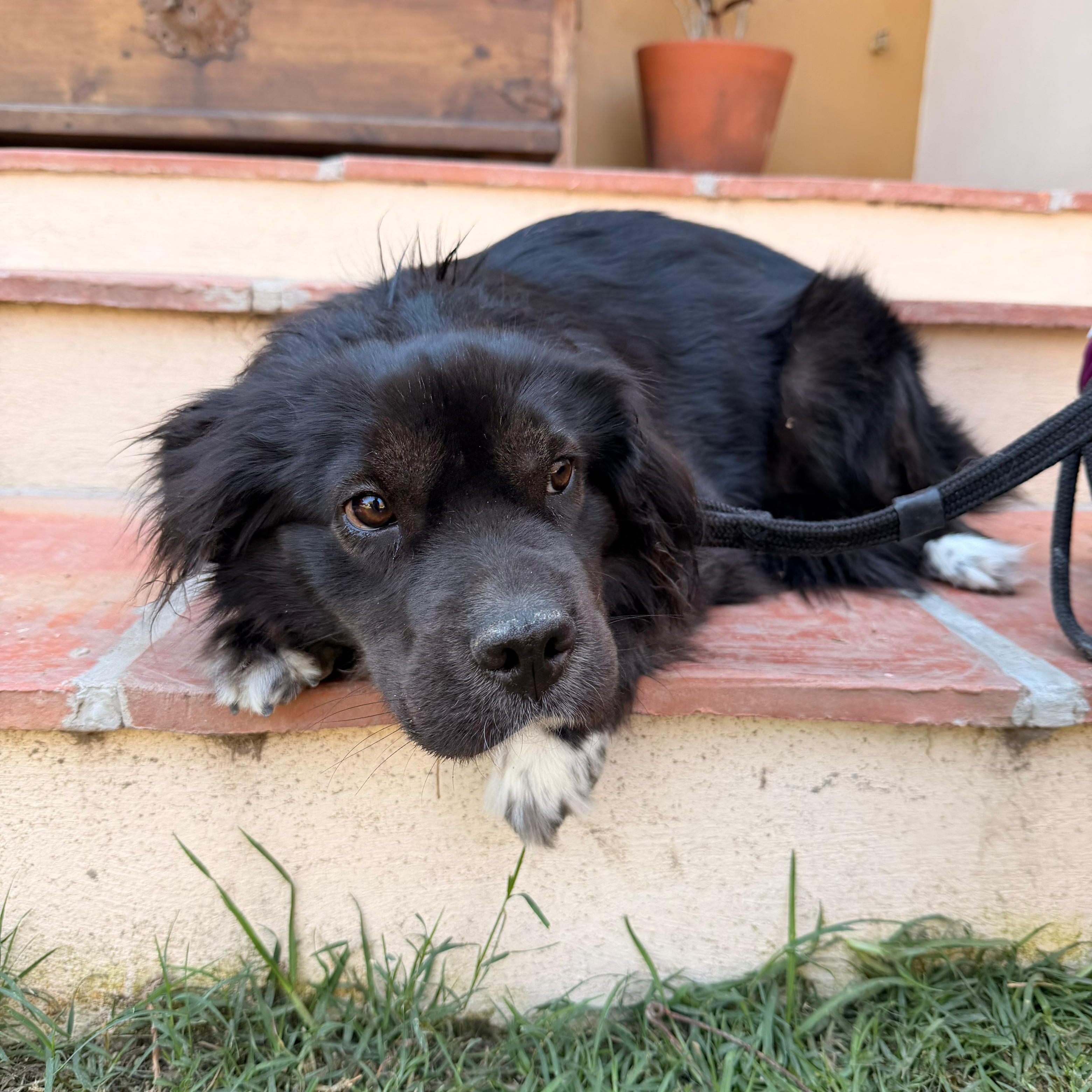 Enlarge Elissa, an adopted mixed breed in Sherwood, OR image 2/6