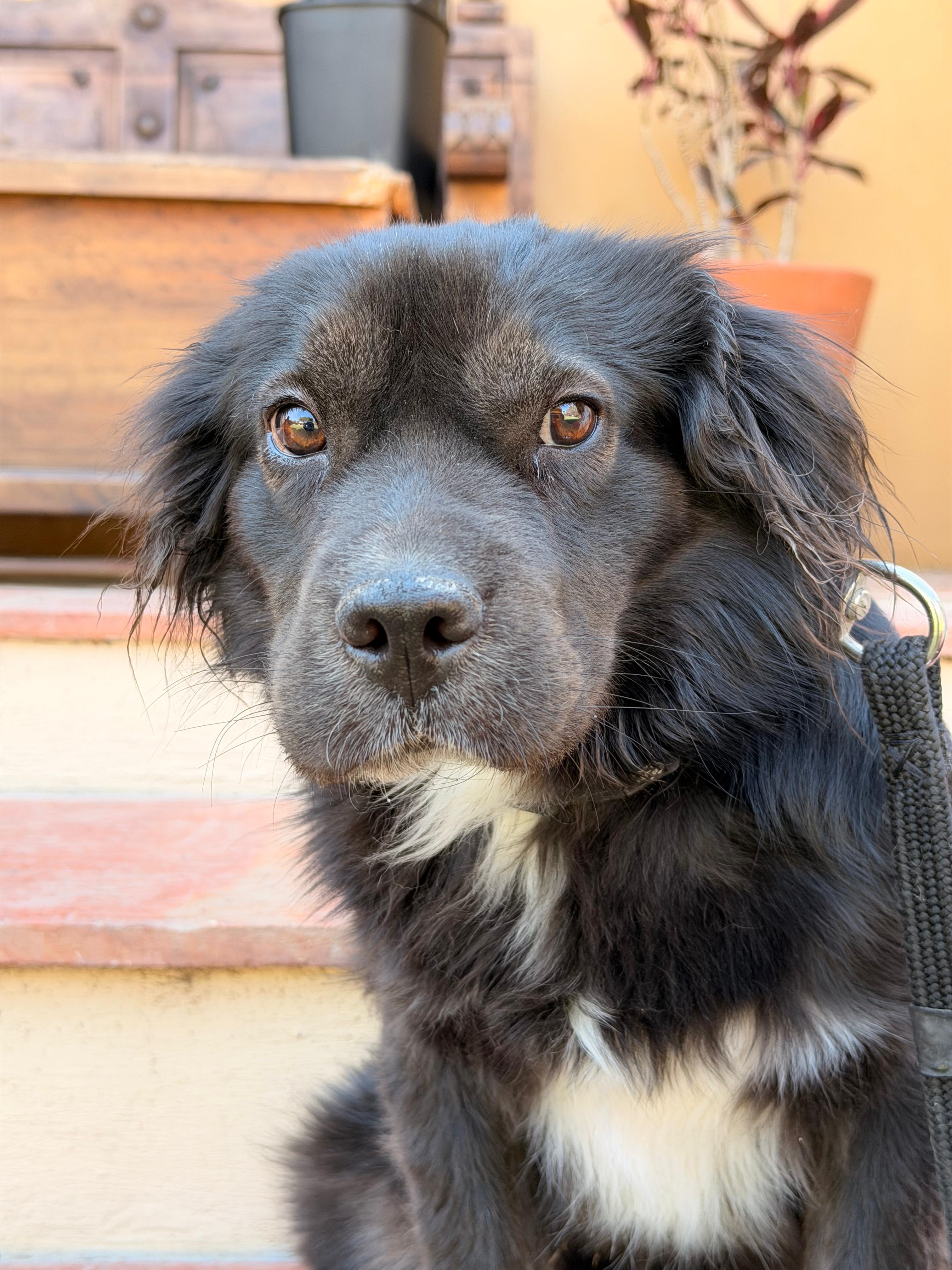 Enlarge Elissa, an adopted mixed breed in Sherwood, OR image 6/6