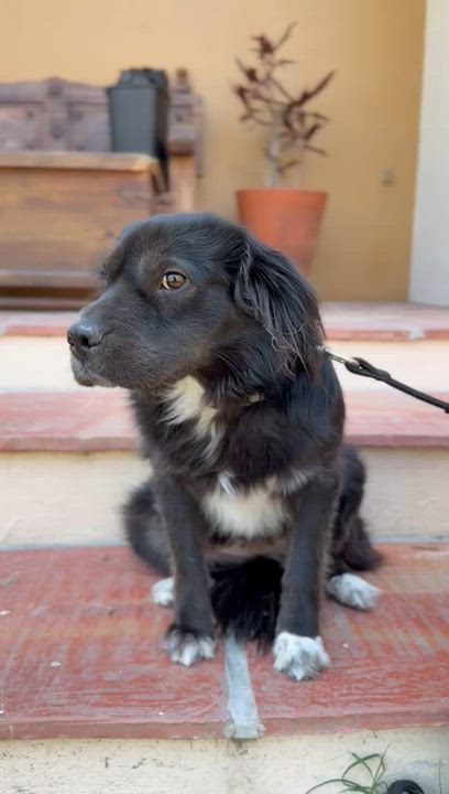 Enlarge Elissa, an adopted mixed breed in Sherwood, OR video 5/6