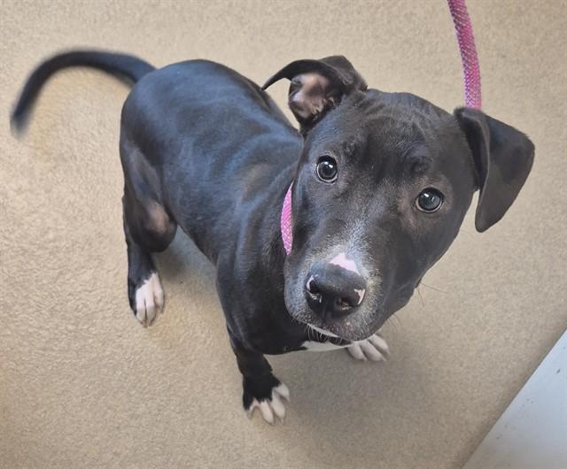 Enlarge MIDNIGHT SUN, a Adoptable mixed breed in Decatur, IL image 1/1