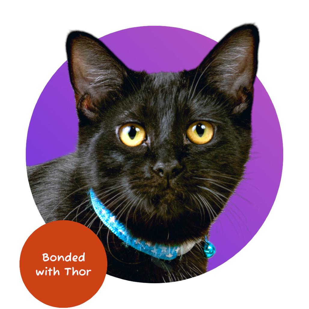 Enlarge Flash, a Adoptable Domestic Short Hair in Pacific Grove, CA image 1/6