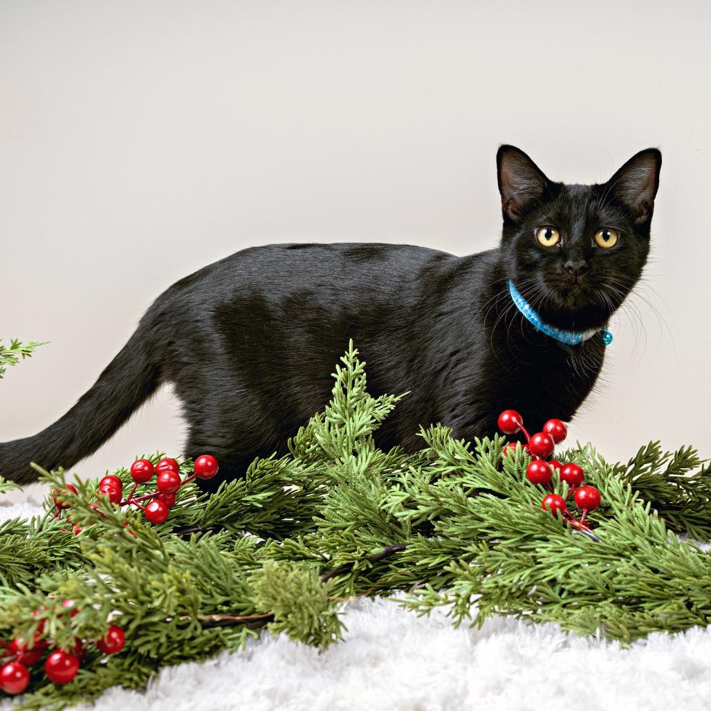 Enlarge Flash, a Adoptable Domestic Short Hair in Pacific Grove, CA image 2/6