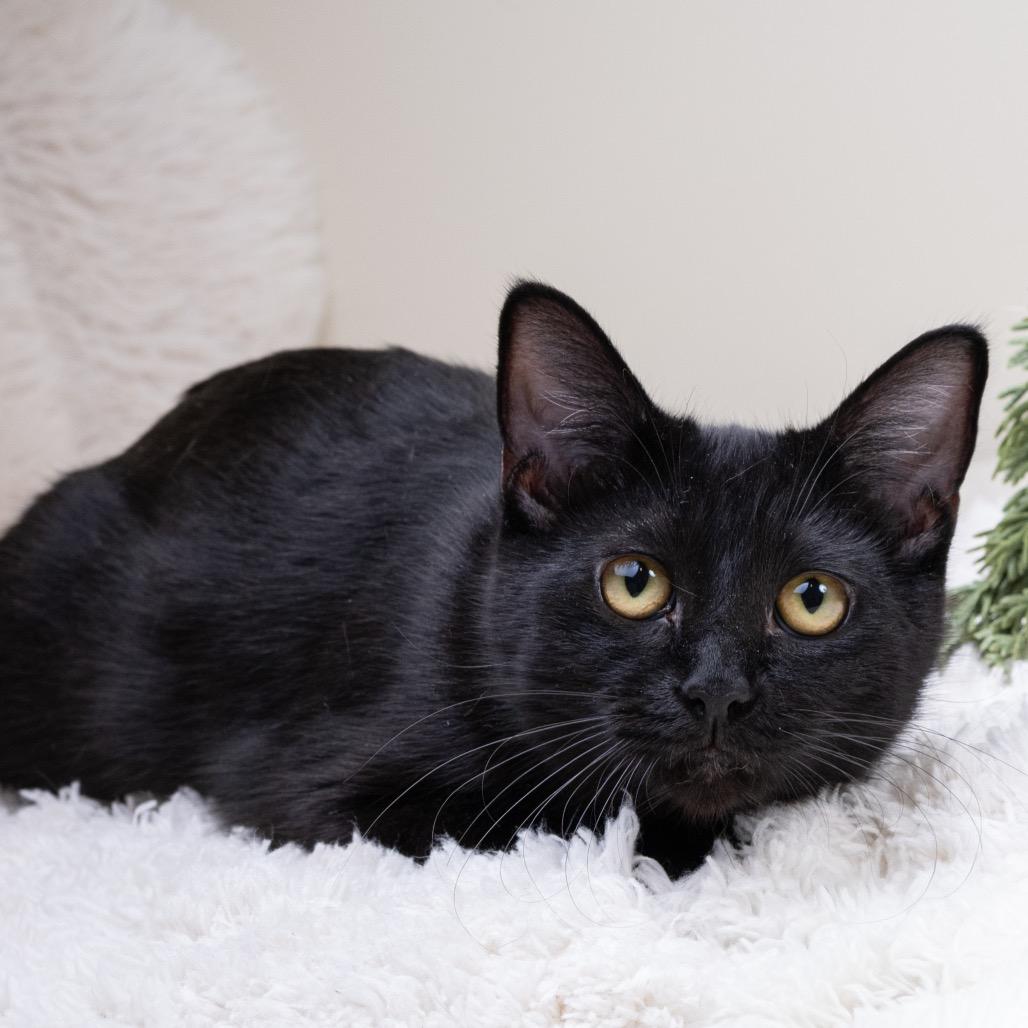 Enlarge Flash, a Adoptable Domestic Short Hair in Pacific Grove, CA image 4/6
