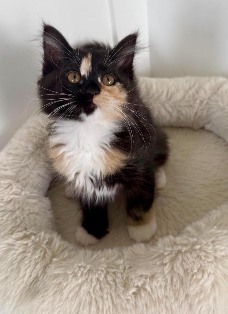 Penny, Adopted, Kitten Female Domestic Long Hair.