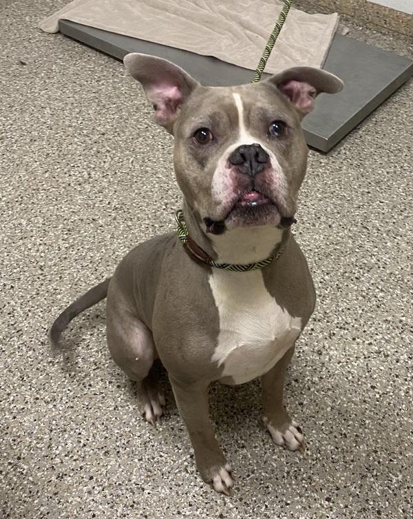 Enlarge T-Bone, a Adoptable mixed breed in Vancouver, WA image 1/1