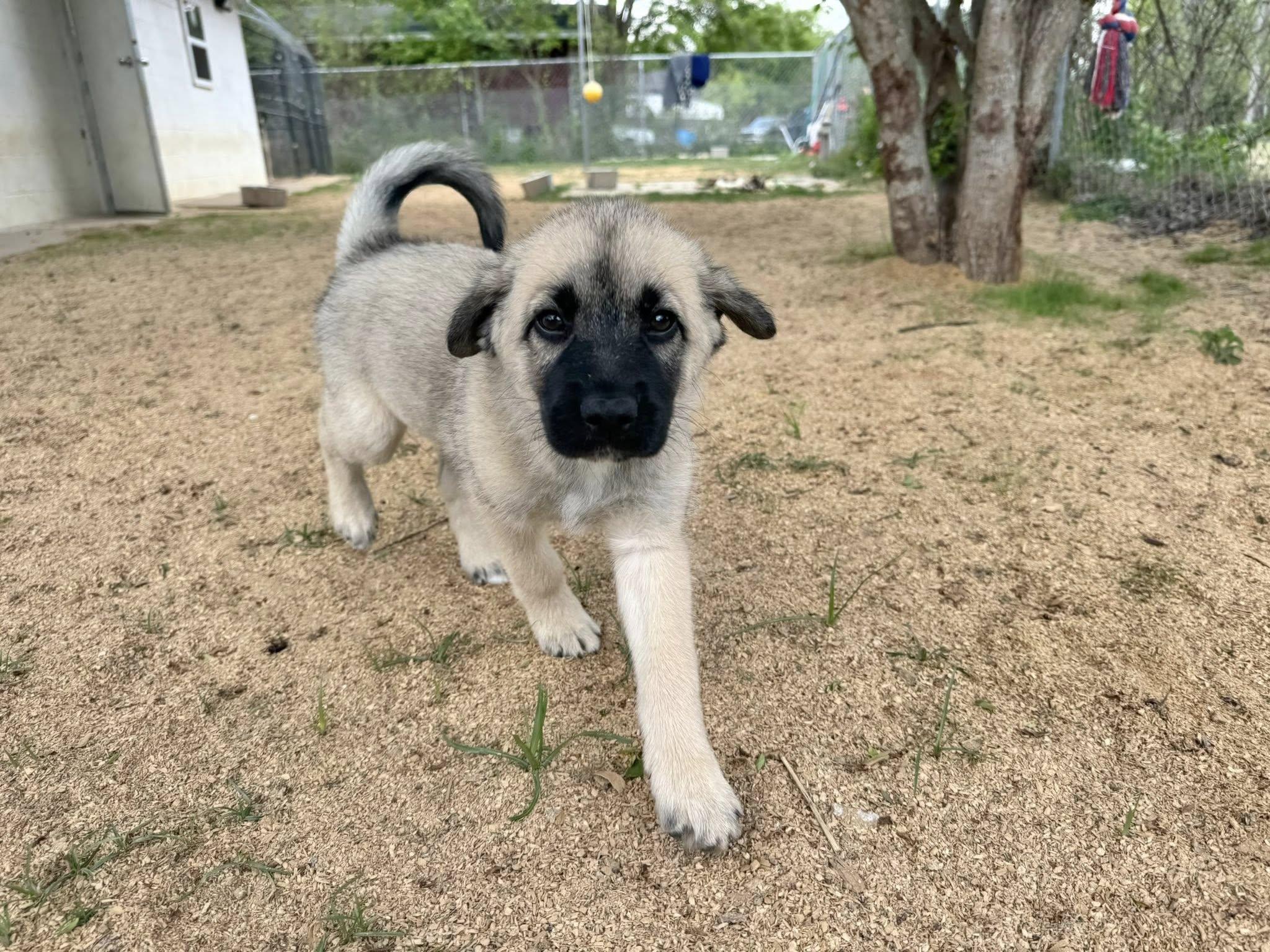 Enlarge WYATT- HOUSTON TX PENDING FOSTER TO ADOPT, a ADOPTABLE mixed breed in Alvin, TX image 5/6