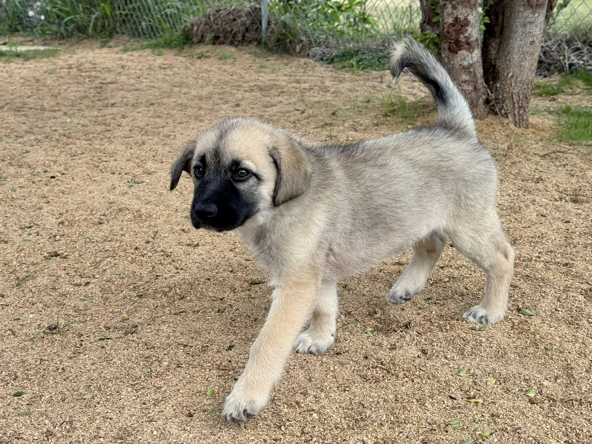 Enlarge WYATT- HOUSTON TX PENDING FOSTER TO ADOPT, a ADOPTABLE mixed breed in Alvin, TX image 2/6