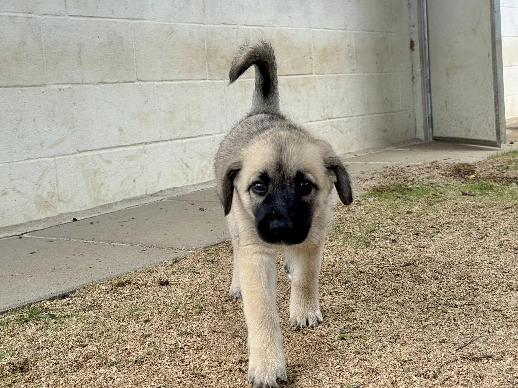 Enlarge WYATT- HOUSTON TX PENDING FOSTER TO ADOPT, a ADOPTABLE mixed breed in Alvin, TX image 3/6