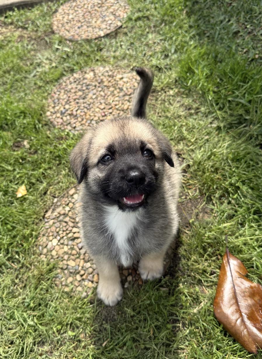 WYATT- HOUSTON TX PENDING FOSTER TO ADOPT, ADOPTABLE, Puppy Male Anatolian Shepherd.