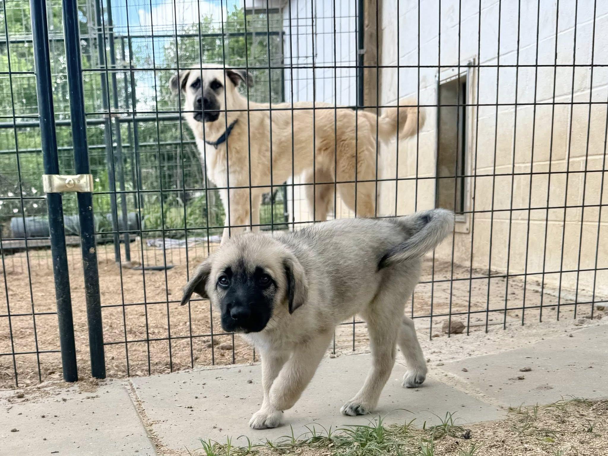 Enlarge WYATT- HOUSTON TX PENDING FOSTER TO ADOPT, a ADOPTABLE mixed breed in Alvin, TX image 6/6