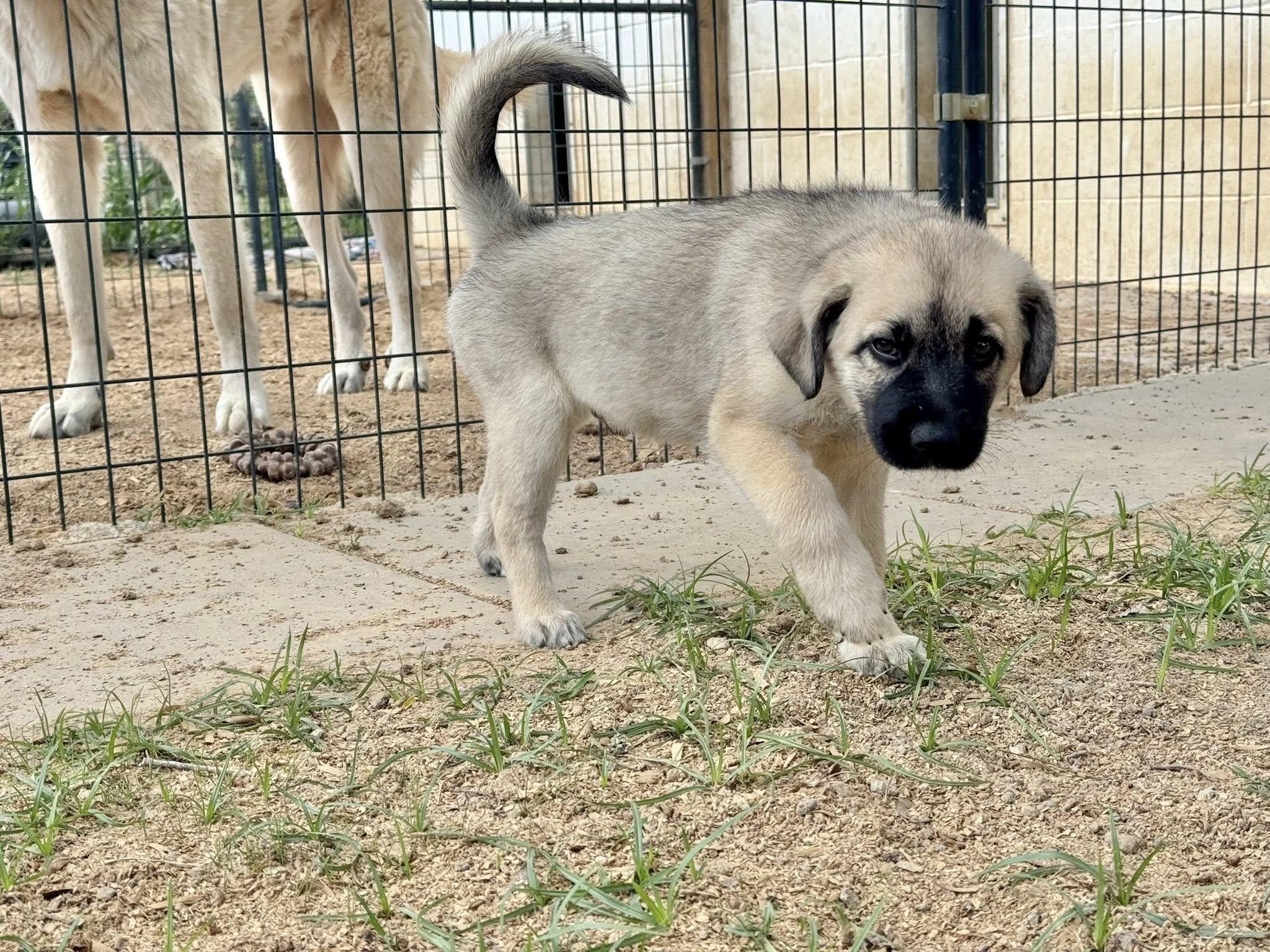 Enlarge WYATT- HOUSTON TX PENDING FOSTER TO ADOPT, a ADOPTABLE mixed breed in Alvin, TX image 4/6