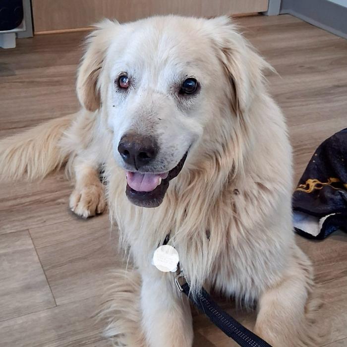 Enlarge Max Theodore #7497, a Adoptable mixed breed in Louisville, KY image 1/6