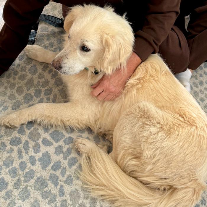 Enlarge Max Theodore #7497, a Adoptable mixed breed in Louisville, KY image 3/6