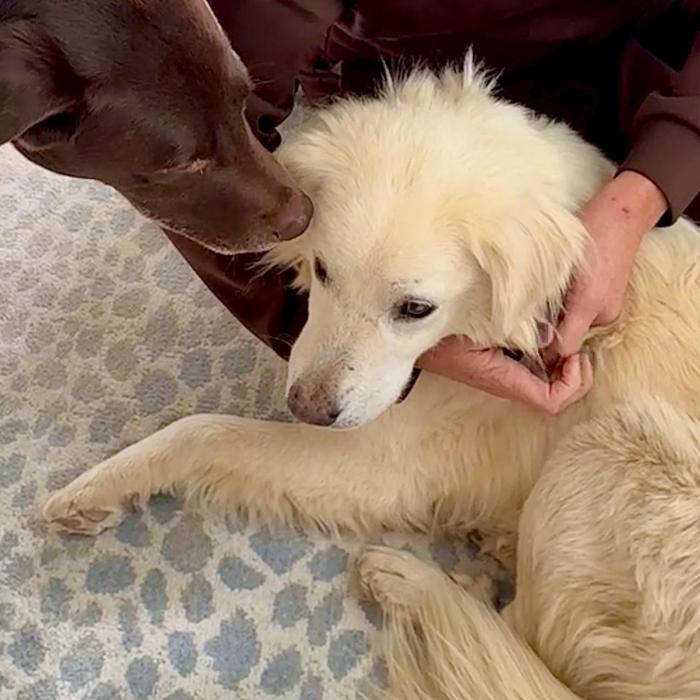 Enlarge Max Theodore #7497, a Adoptable mixed breed in Louisville, KY image 4/6