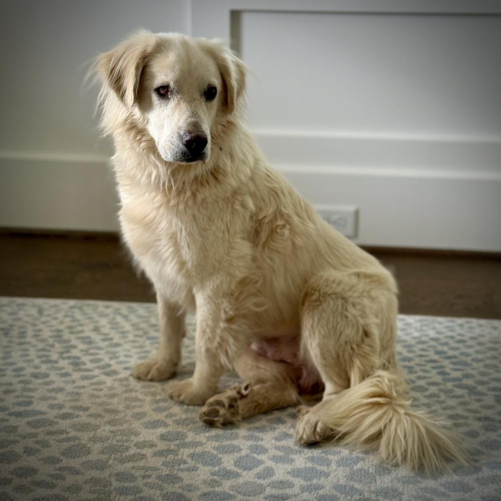 Enlarge Max Theodore #7497, a Adoptable mixed breed in Louisville, KY image 5/6