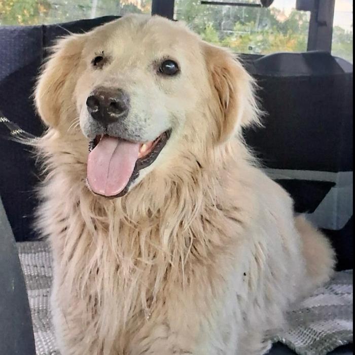 Enlarge Max Theodore #7497, a Adoptable mixed breed in Louisville, KY image 6/6