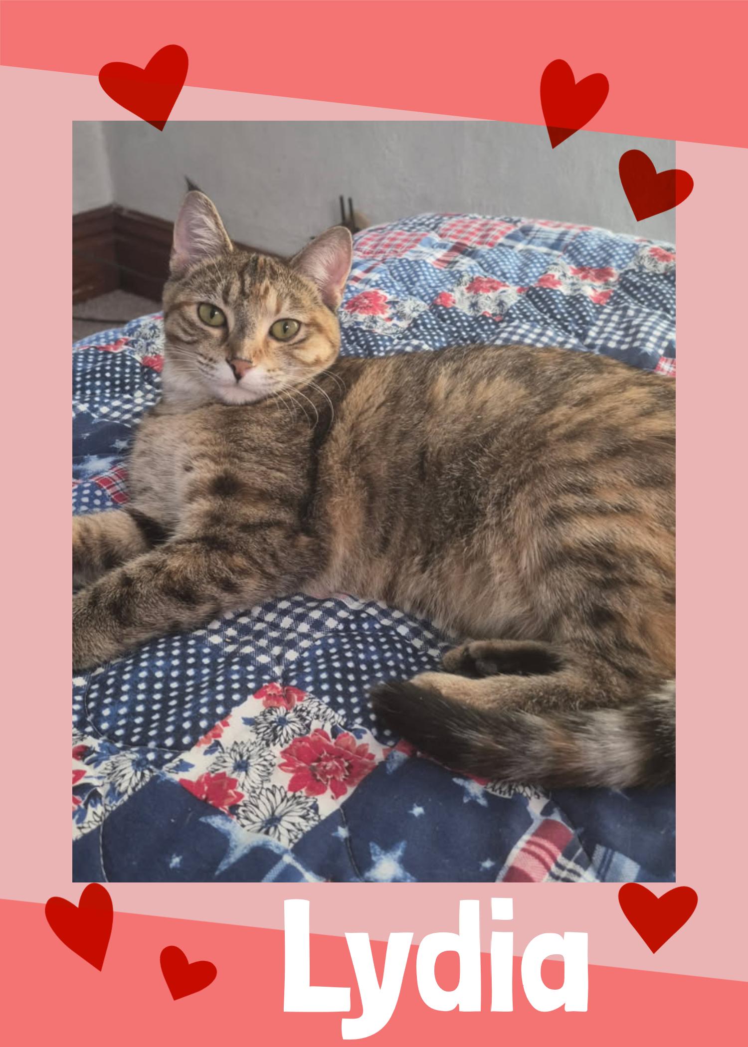 Enlarge Lydia, a ADOPTABLE Domestic Short Hair in Valley City, ND image 1/2