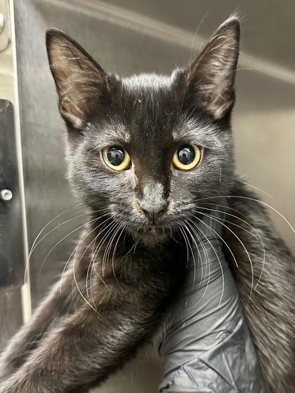 Sookie, Adoptable, Kitten Female Domestic Short Hair.
