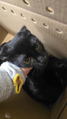 Enlarge Sookie, a Adoptable mixed breed in Wichita, KS image 2/2