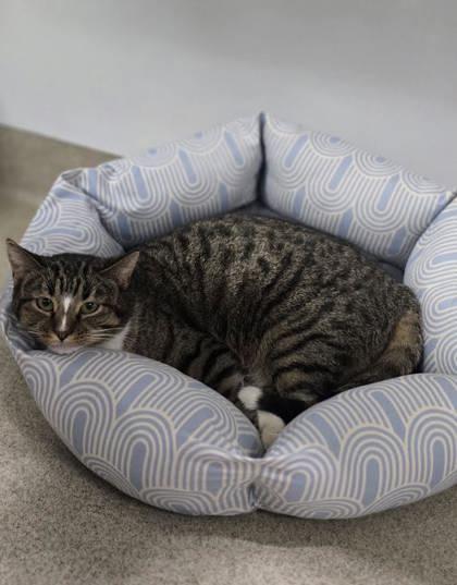 Octavia, Adoptable, Adult Female Domestic Short Hair.