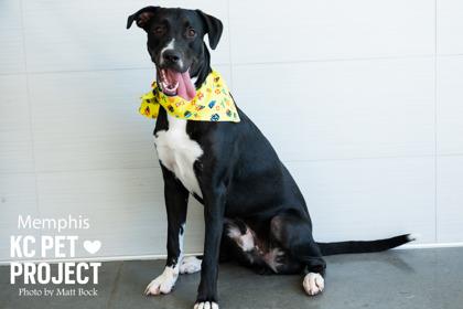Memphis, Adoptable, Adult Male Mixed Breed & Mixed Breed.