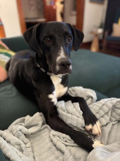 Memphis, a Adoptable mixed breed in Kansas City, MO image 2/3