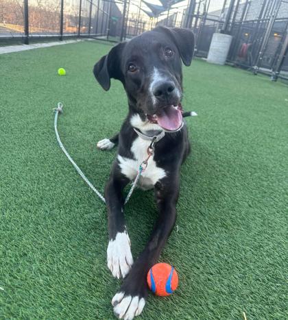 Memphis, a Adoptable mixed breed in Kansas City, MO image 3/3