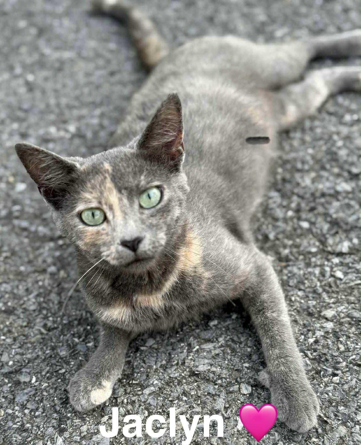 Enlarge Jaclyn, a Adoptable Dilute Calico in Charleston, WV image 1/1