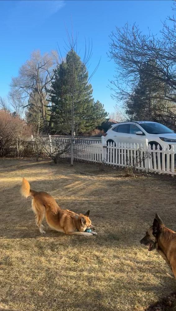 Rambo, Adoptable, Adult Male German Shepherd Dog.