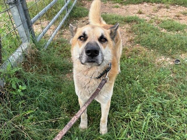 Enlarge Rambo, a Adoptable German Shepherd Dog in Pasadena, CA image 1/6