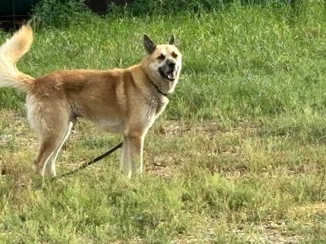 Enlarge Rambo, a Adoptable German Shepherd Dog in Pasadena, CA image 2/6