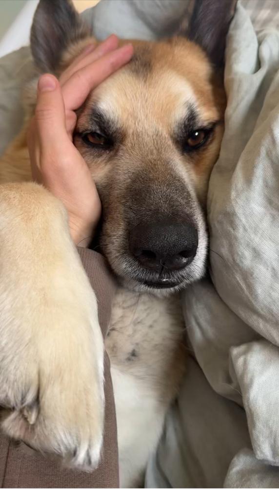 Enlarge Rambo, a Adoptable German Shepherd Dog in Pasadena, CA image 2/6