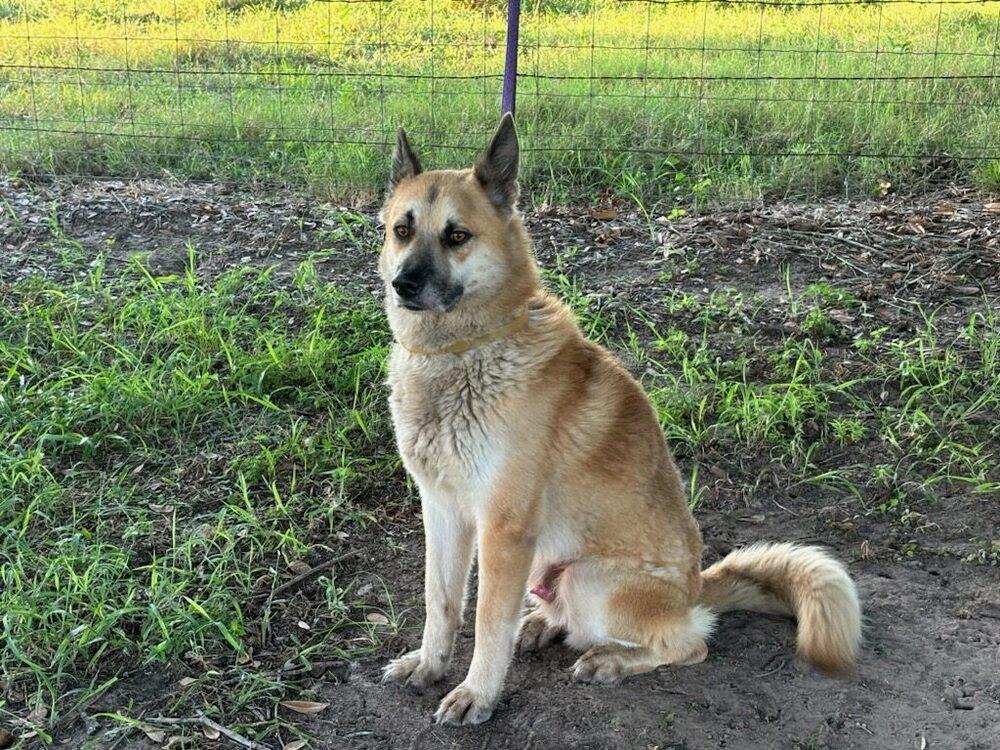 Enlarge Rambo, a Adoptable German Shepherd Dog in Pasadena, CA image 3/6