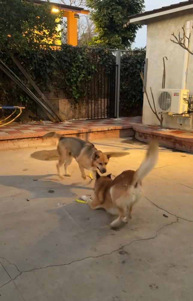 Rambo, Adoptable, Adult Male German Shepherd Dog.