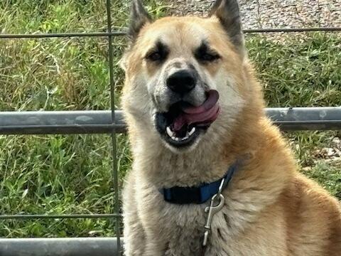 Enlarge Rambo, a Adoptable German Shepherd Dog in Pasadena, CA image 4/6