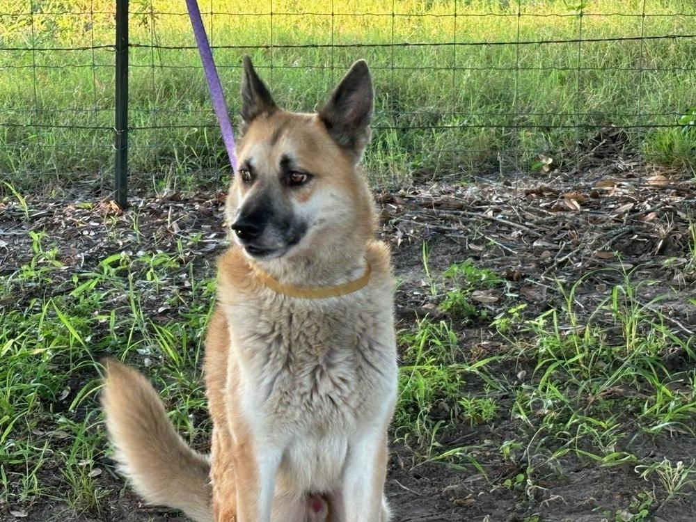 Enlarge Rambo, a Adoptable German Shepherd Dog in Pasadena, CA image 5/6