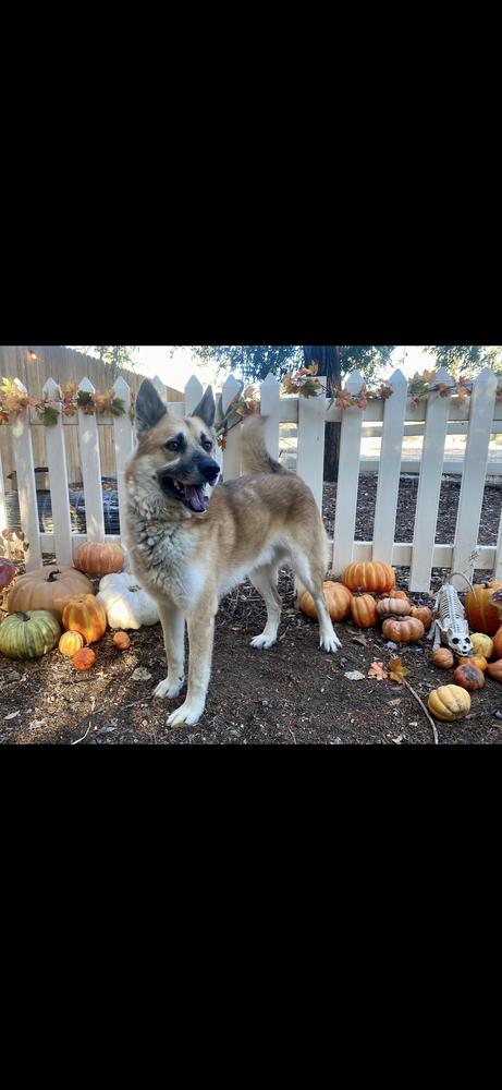 Enlarge Rambo, a Adoptable German Shepherd Dog in Pasadena, CA image 2/5
