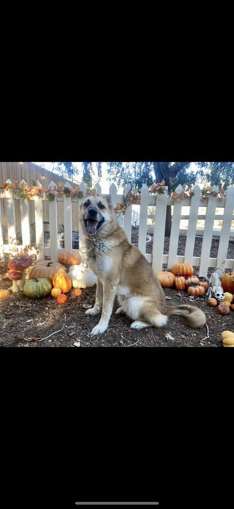 Enlarge Rambo, a Adoptable German Shepherd Dog in Pasadena, CA image 3/5