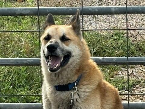 Enlarge Rambo, a Adoptable German Shepherd Dog in Pasadena, CA image 6/6